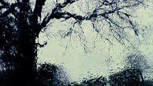 The Silence Of Green0