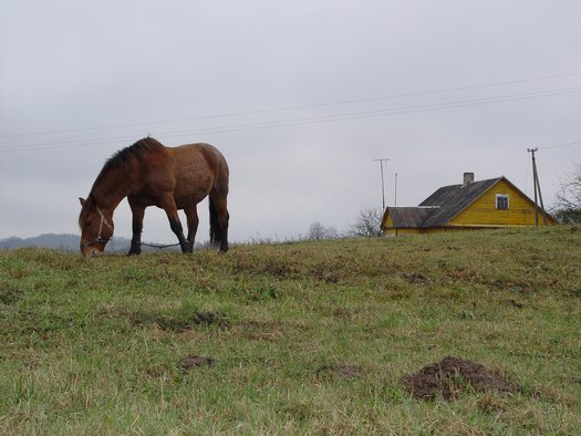 man-horse_2