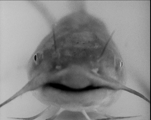 Fish'n'Pills_2