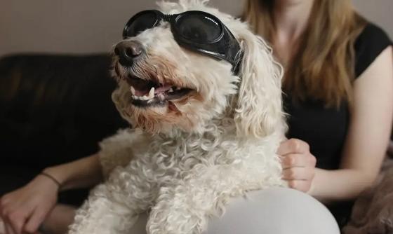 Scena z filmu In Dog Years