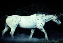 Scena z filmu The Sound of Insects: Record of a Mummy