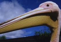 Scena z filmu Ray's Birds
