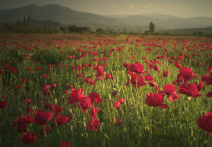 Scena z filmu Mother Europe