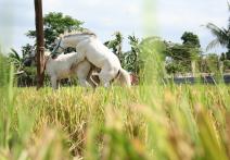 Scena z filmu The Muzzled Horse of an Engineer in Search of Mechanical Saddles