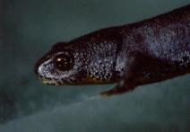 Scena z filmu Gargantuan