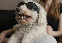 Scena z filmu In Dog Years