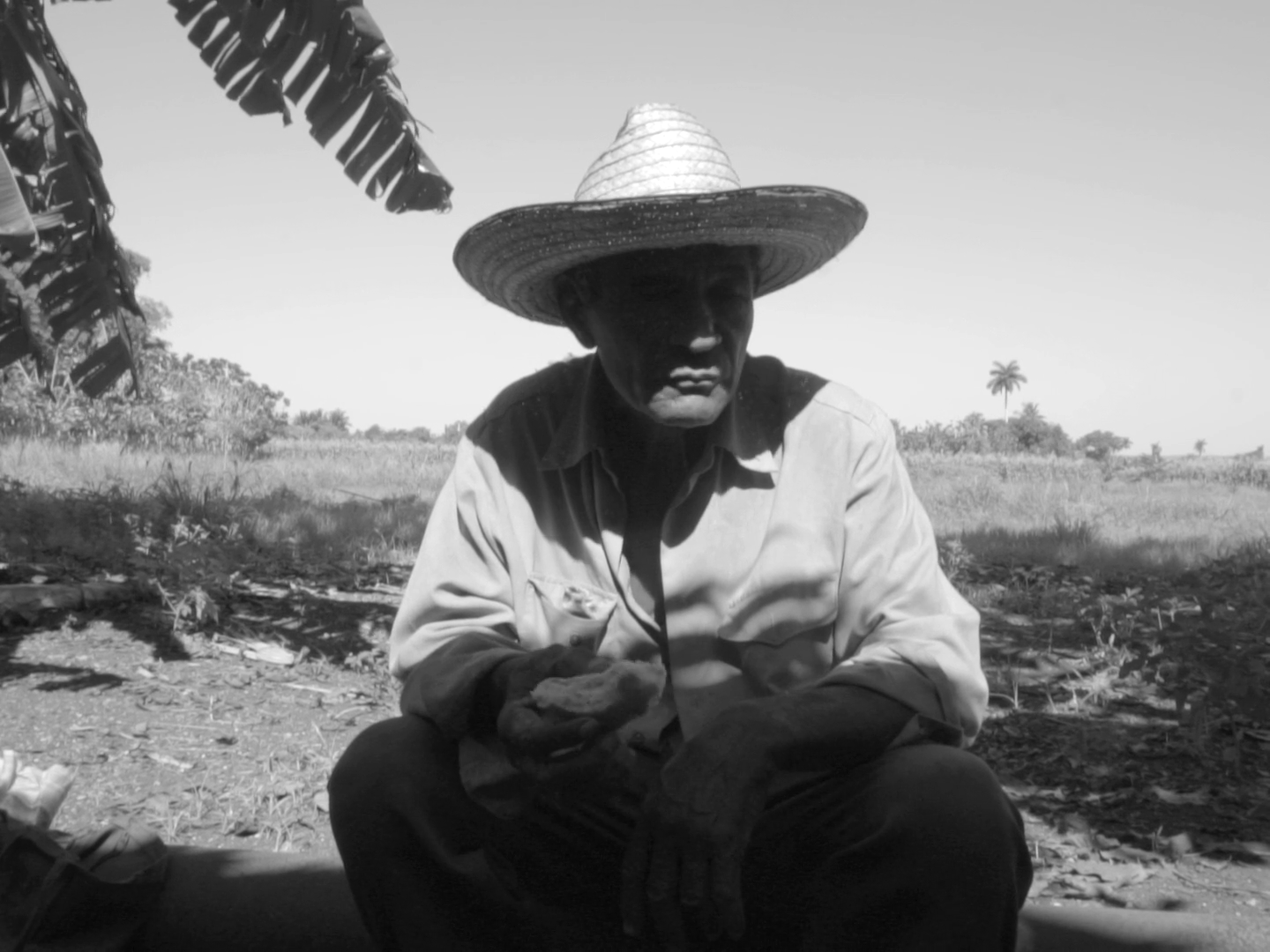 Guajiro dafilms.pl oglądaj online